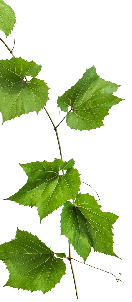 feuilles-de-vin-de-qualite-superieure