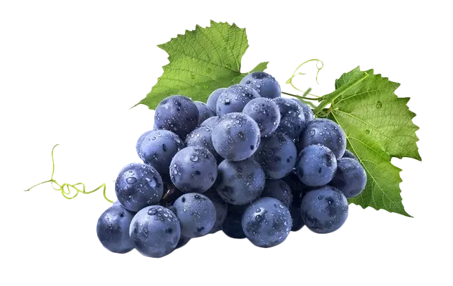 quality-red-wine-grapes