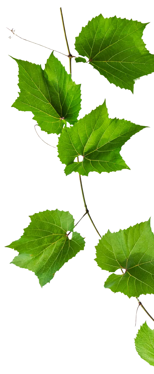 premium-red-wine-leaf